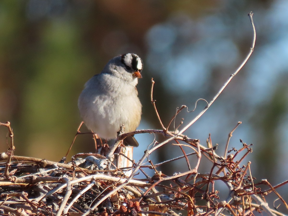 White-crowned Sparrow - ML646402607