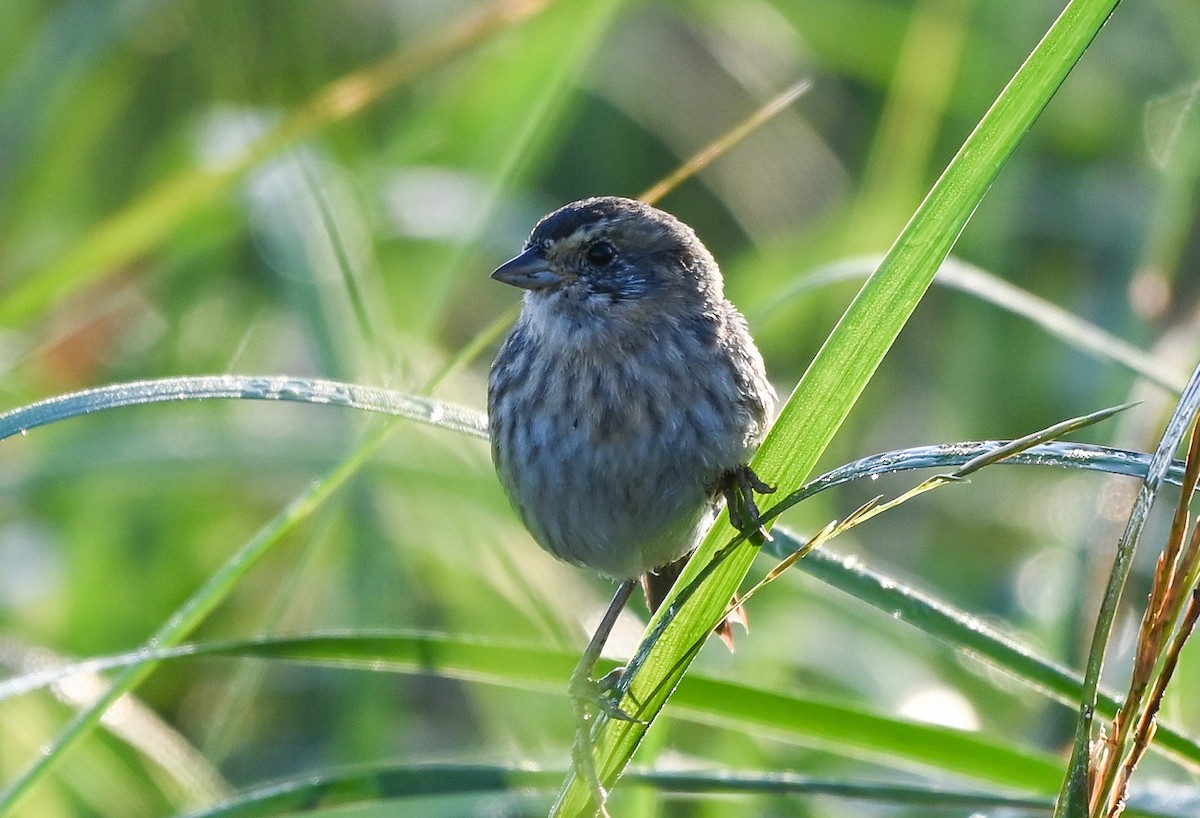 nålstjertspurv - ML646402609