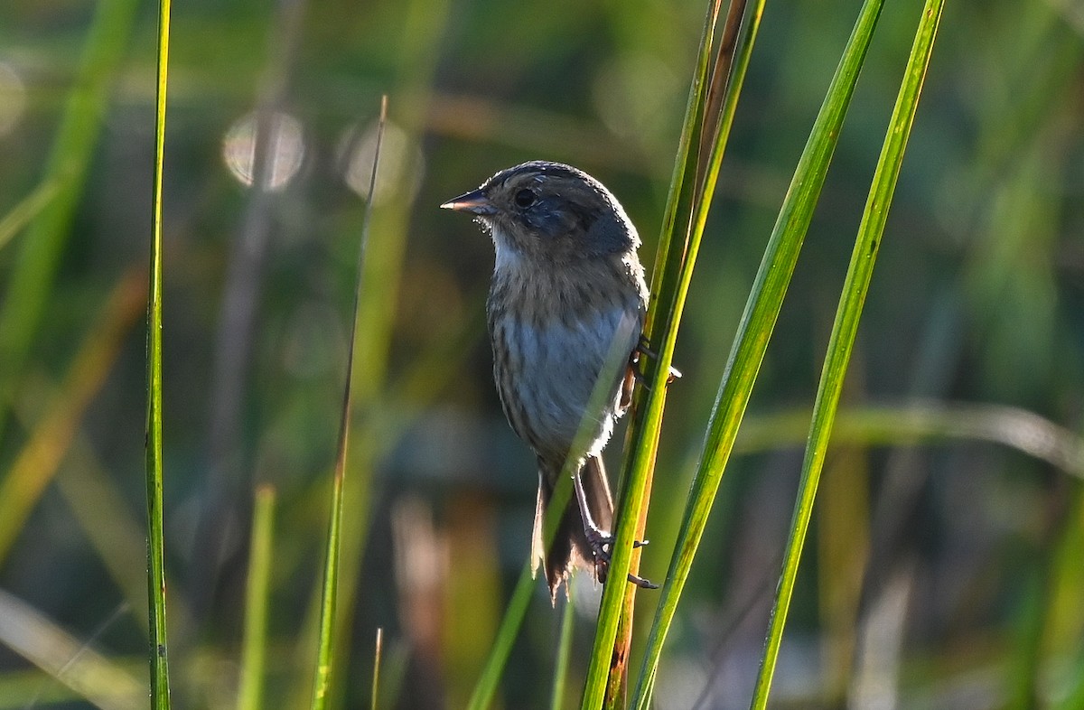 nålstjertspurv - ML646402610