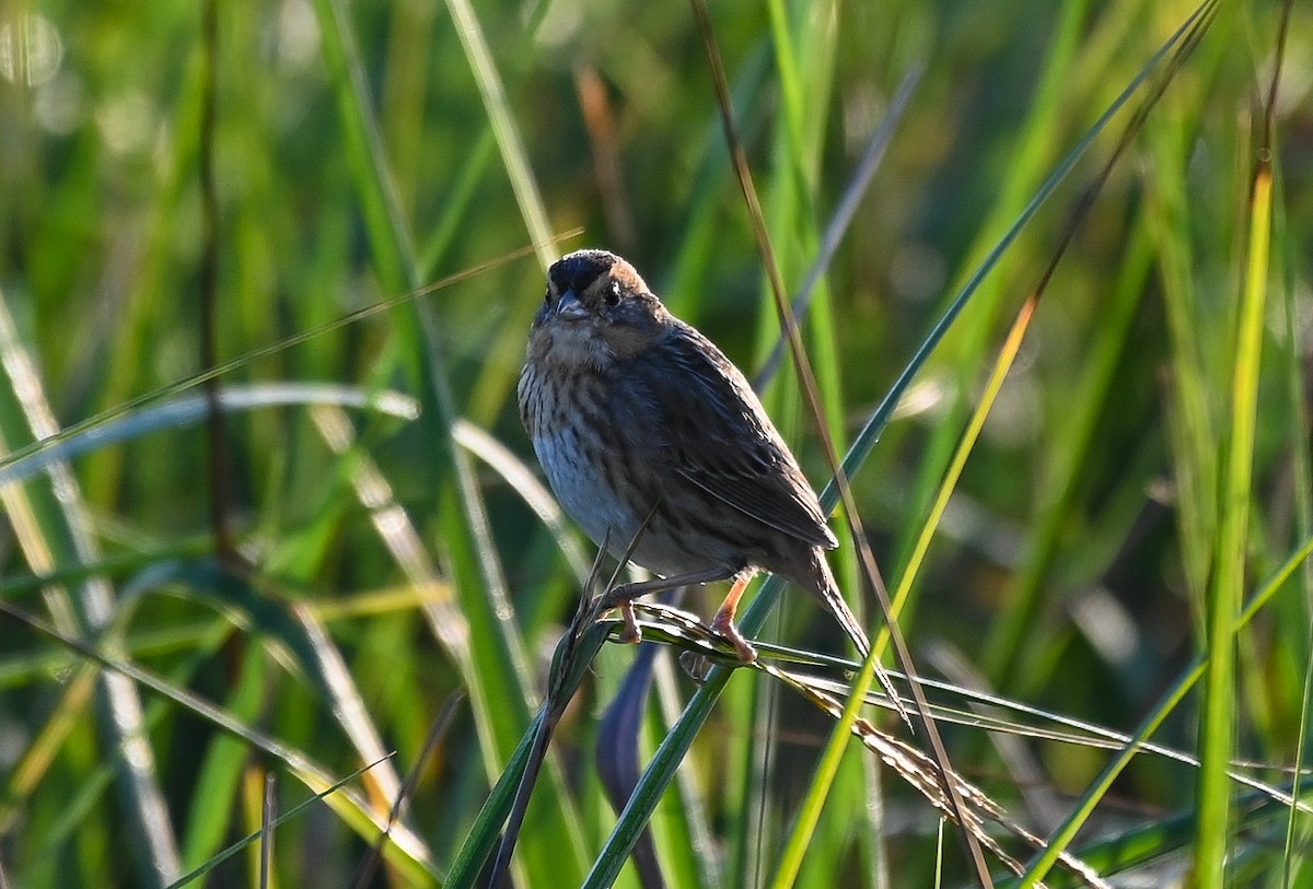 nålstjertspurv - ML646402611