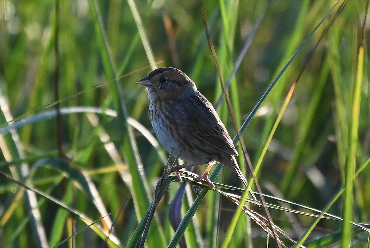 nålstjertspurv - ML646402612