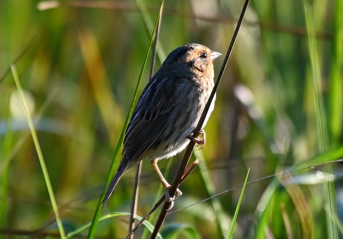 nålstjertspurv - ML646402613