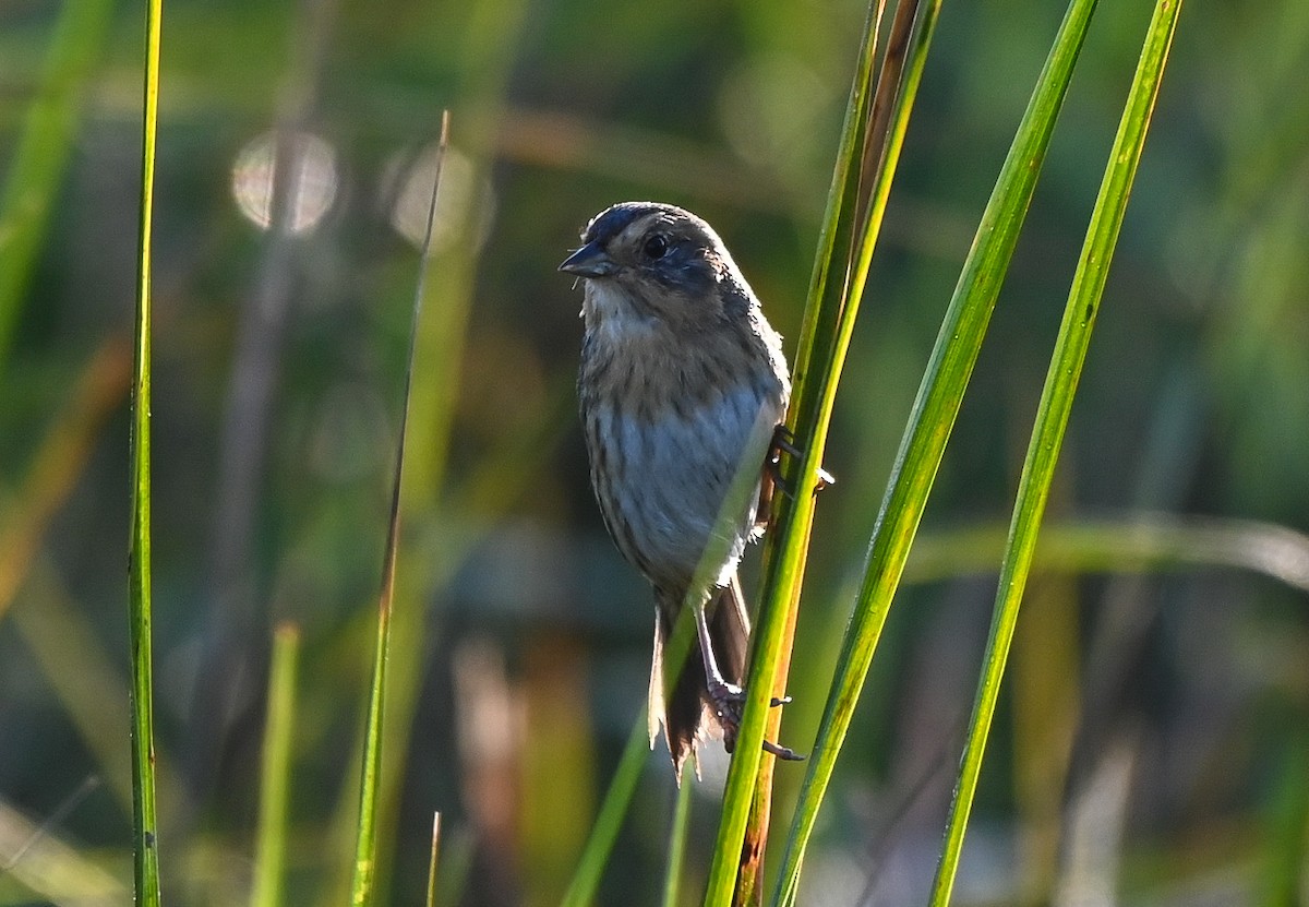 nålstjertspurv - ML646402614