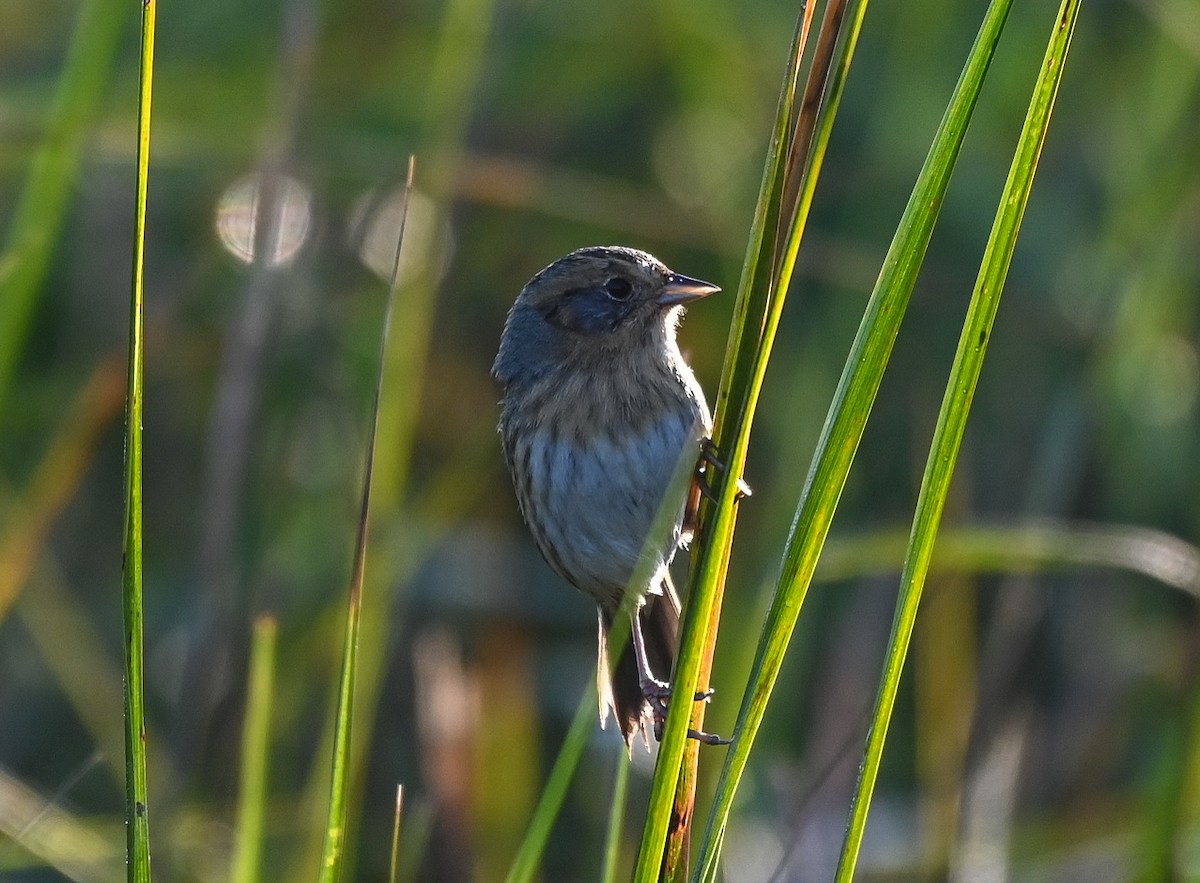 Nelson's Sparrow - ML646402616