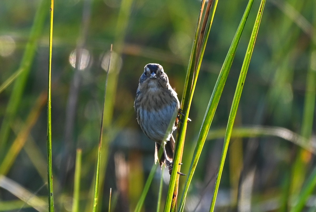 Nelson's Sparrow - ML646402617
