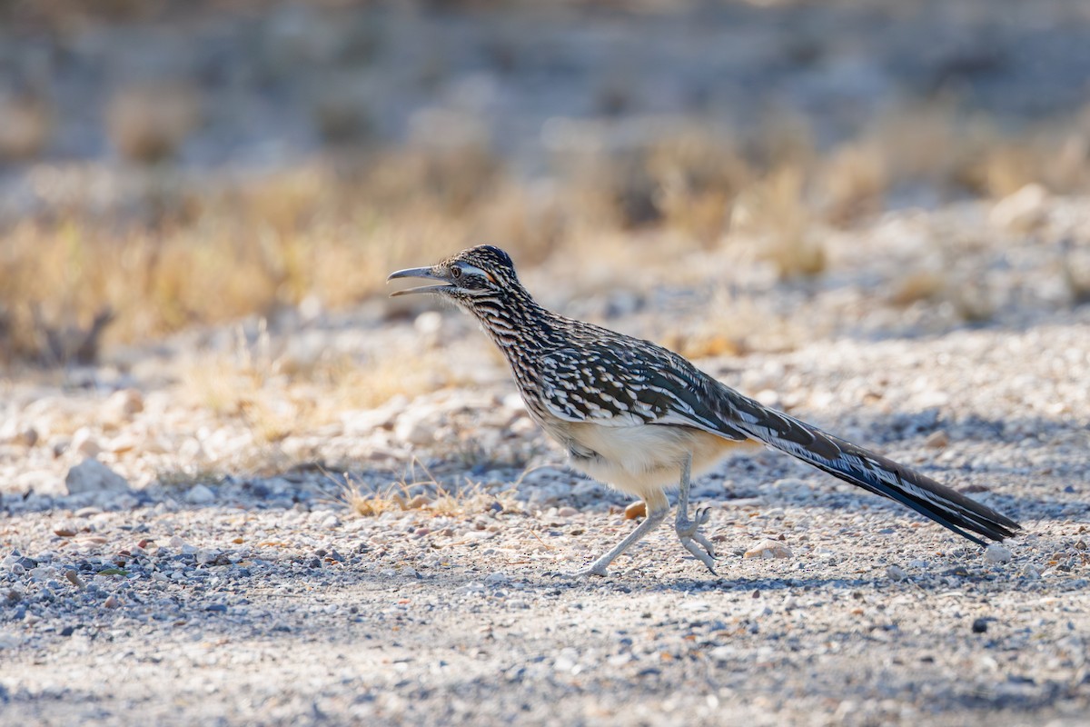 Greater Roadrunner - ML646402618