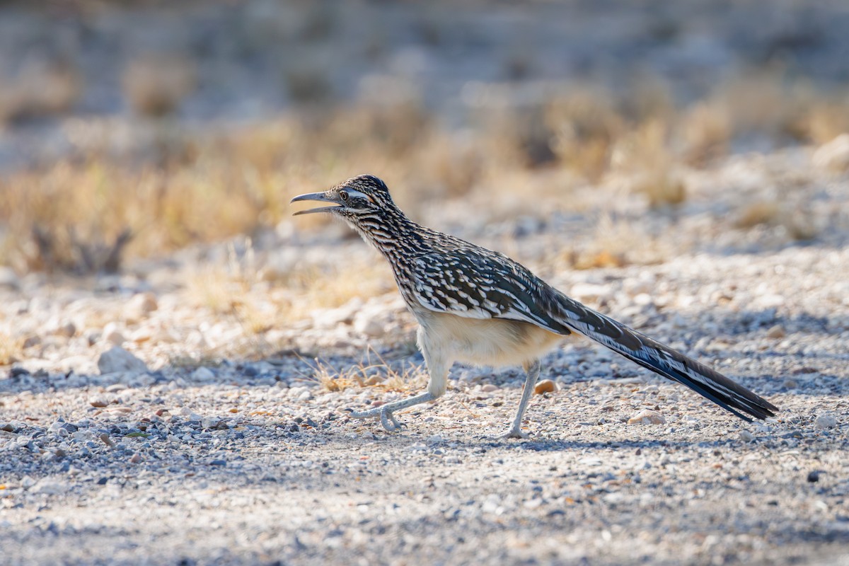 Greater Roadrunner - ML646402619