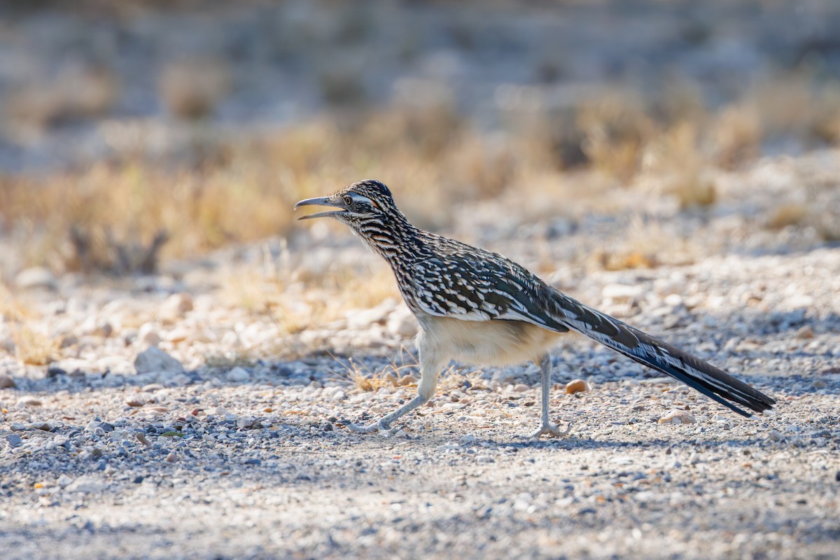 Greater Roadrunner - ML646402620