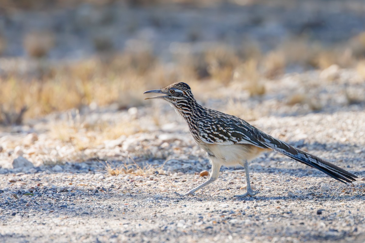 Greater Roadrunner - ML646402621