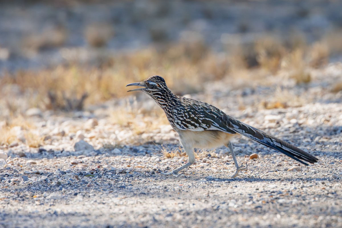 Greater Roadrunner - ML646402622