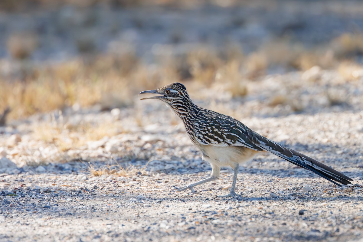 Greater Roadrunner - ML646402623