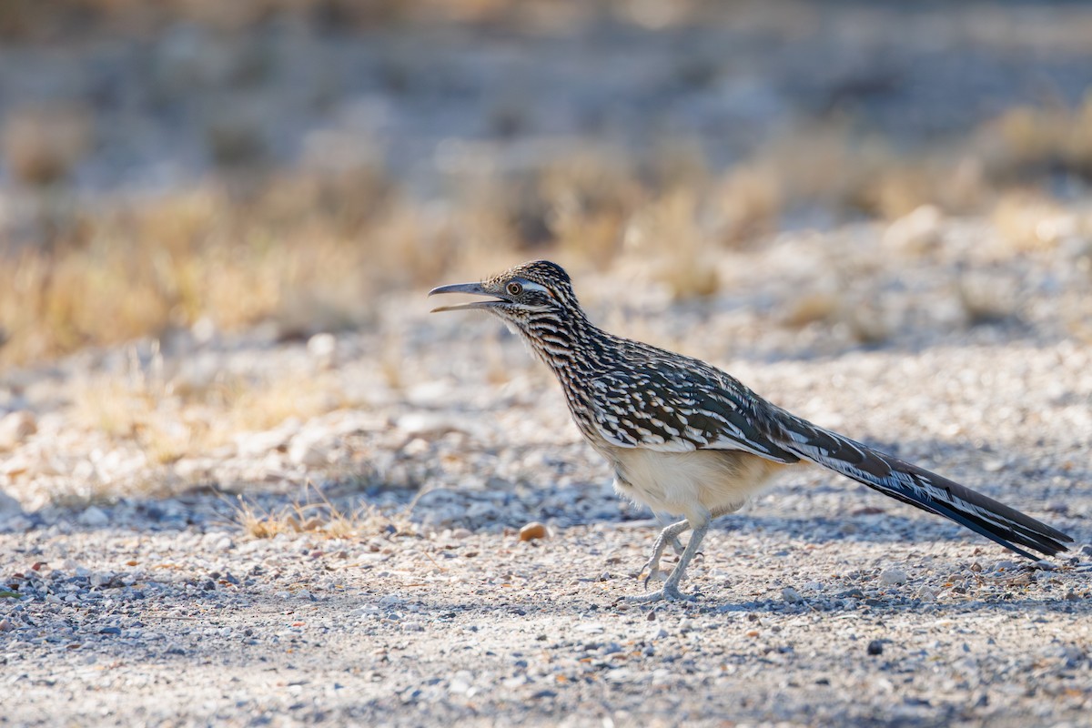 Greater Roadrunner - ML646402624