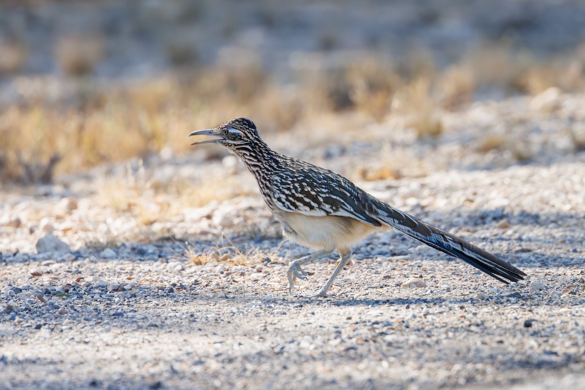Greater Roadrunner - ML646402625