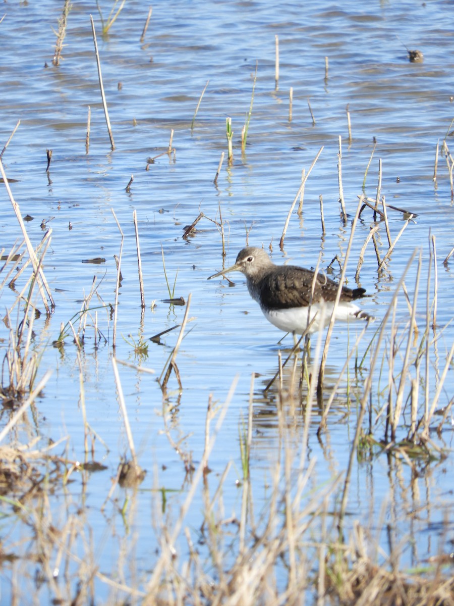 白腰草鷸 - ML646402627