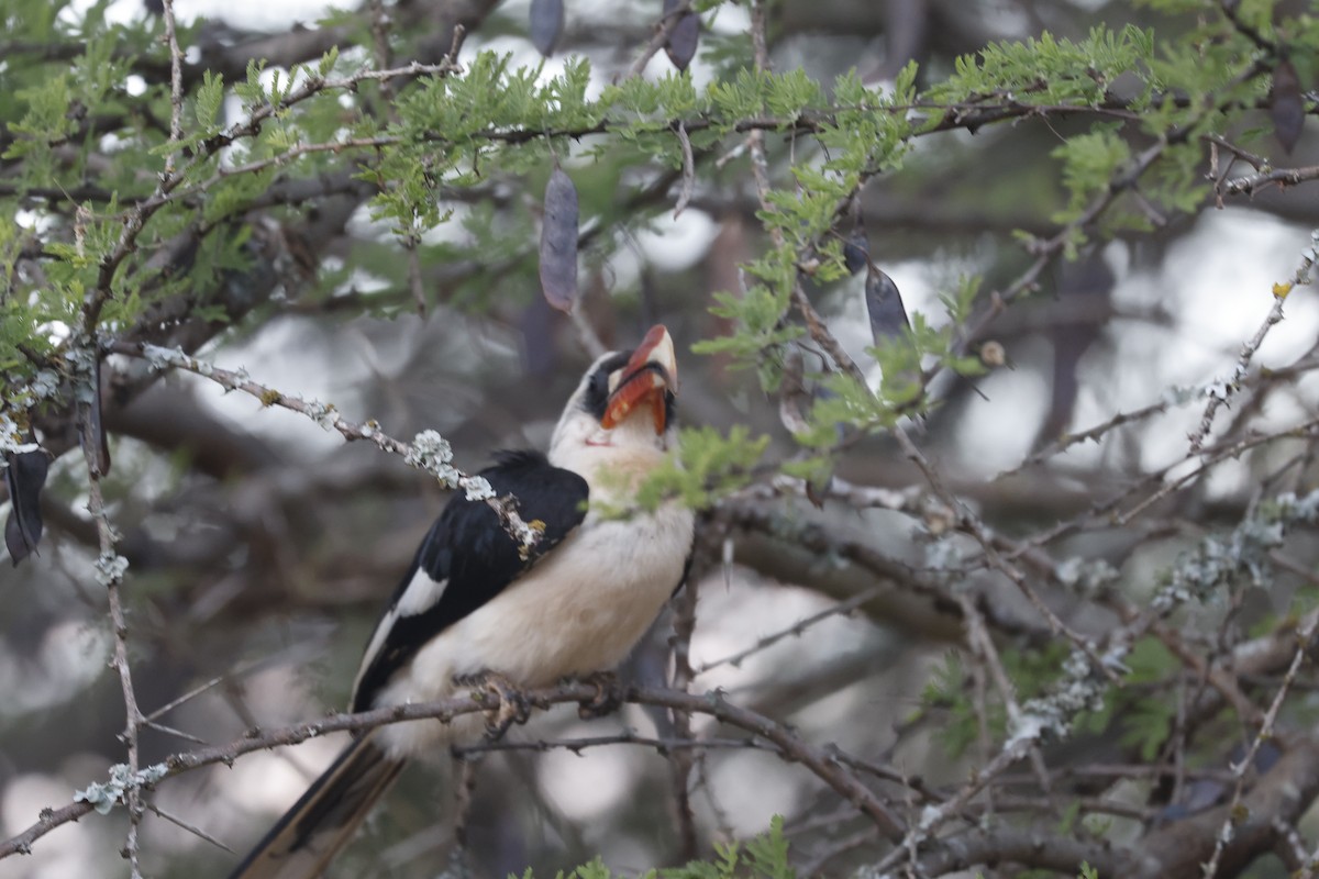 Von der Decken's Hornbill - ML646402628