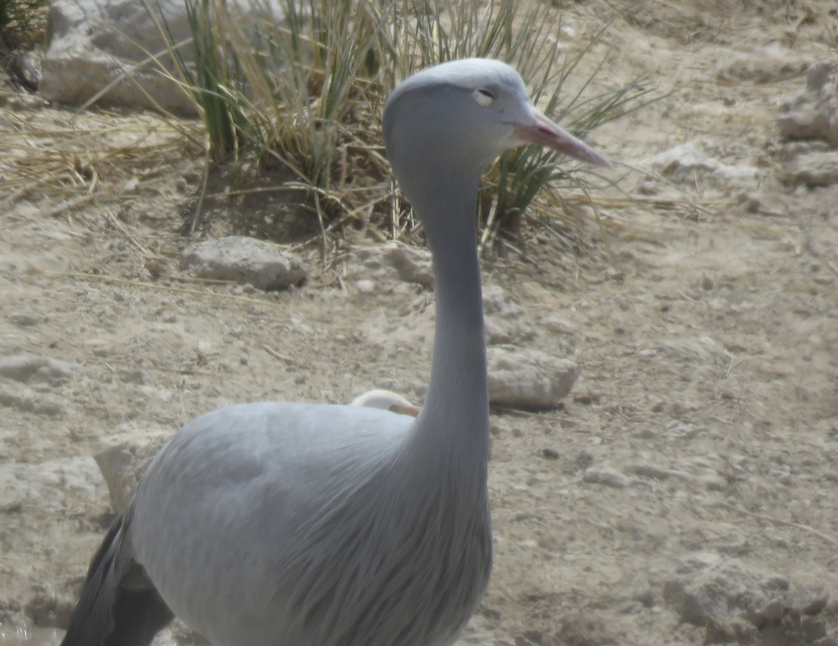 Blue Crane - ML646402629