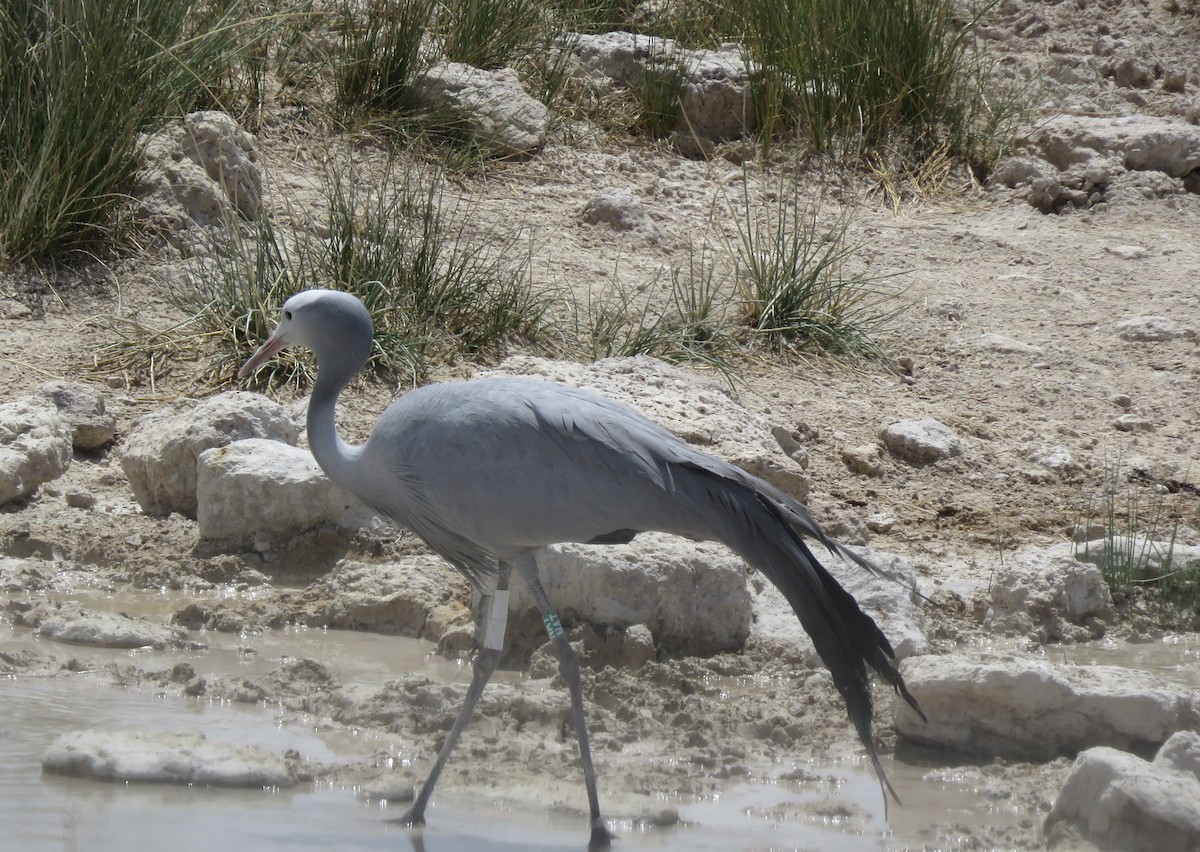 Blue Crane - ML646402630
