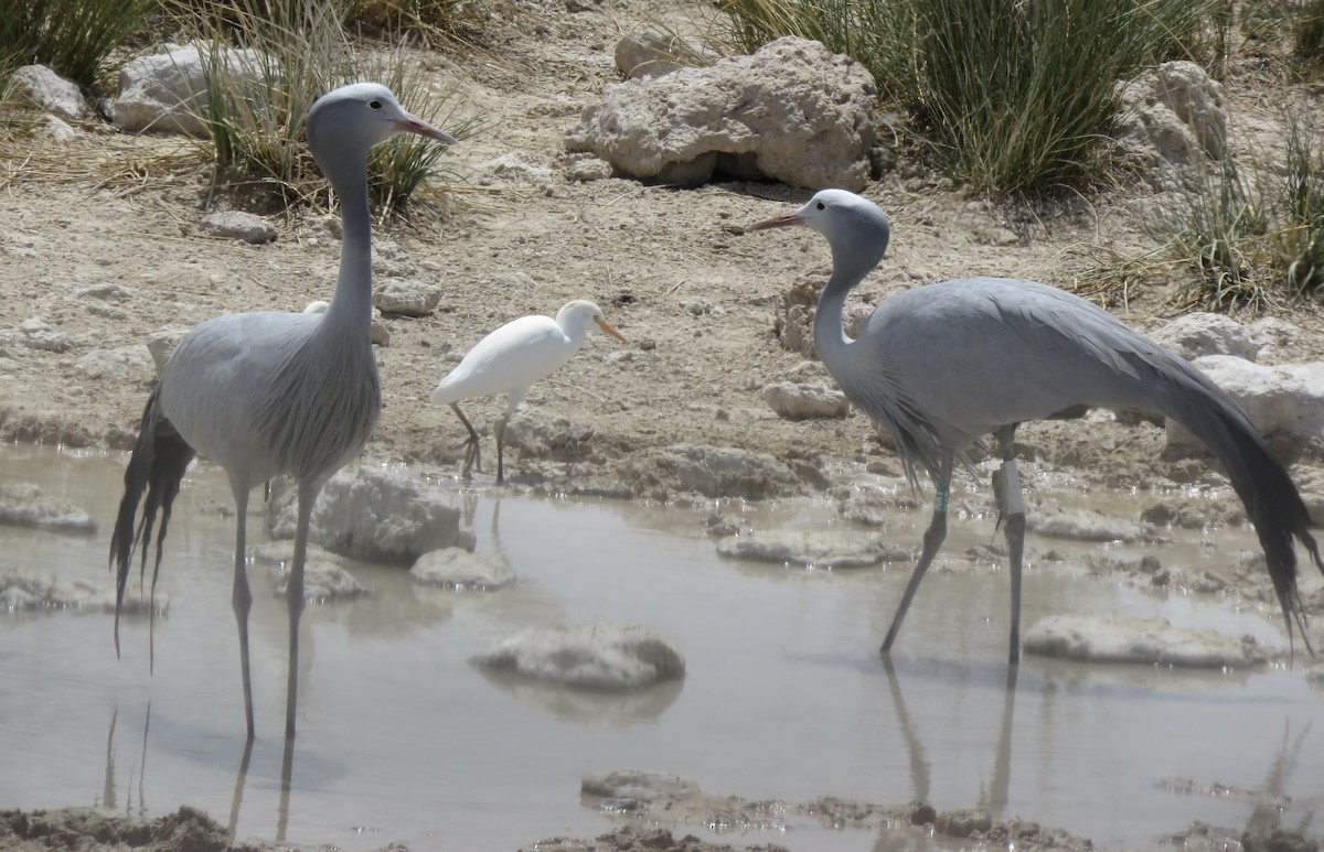 Blue Crane - ML646402631