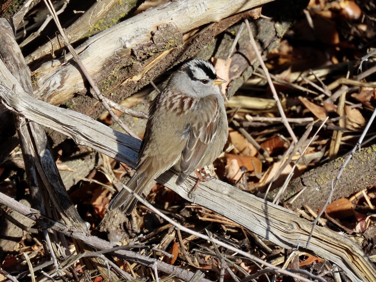 White-crowned Sparrow - ML646402632