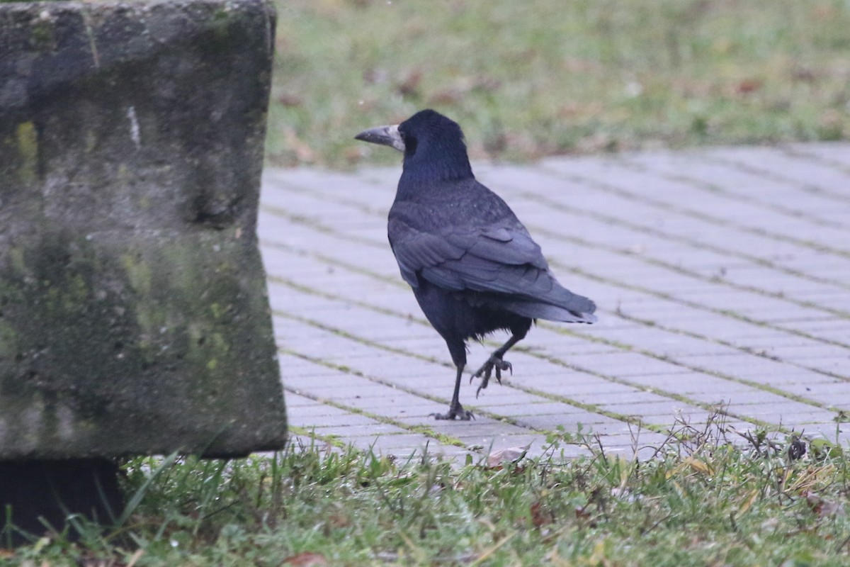 禿鼻鴉 - ML646402633