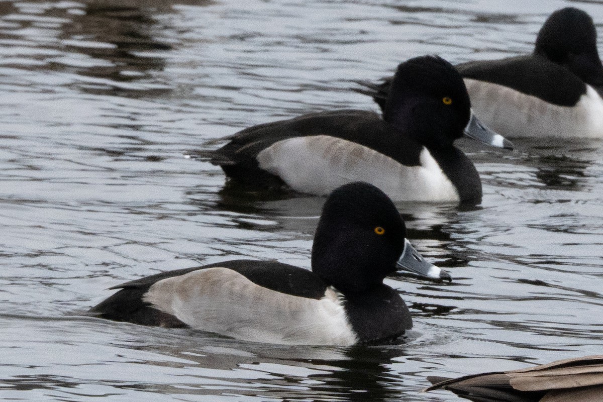 環頸潛鴨 - ML646402635