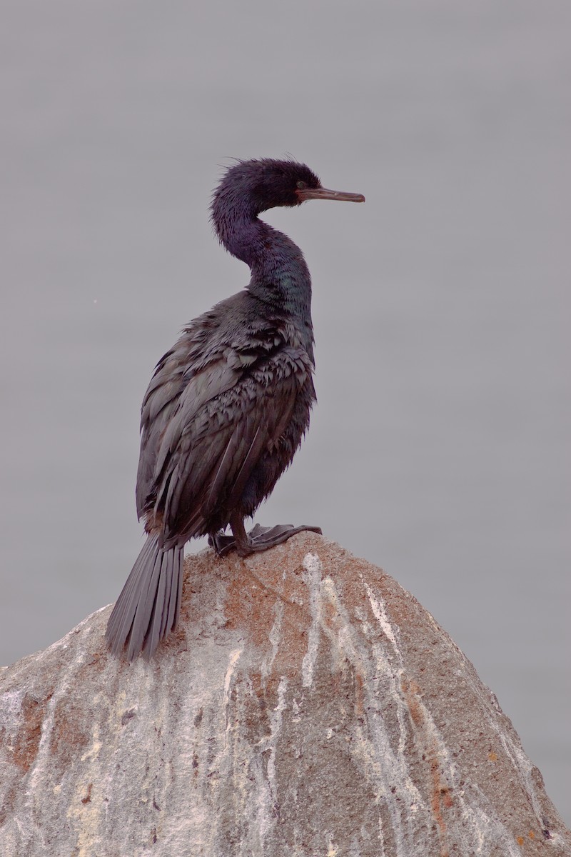 海鸕鷀 - ML646402636