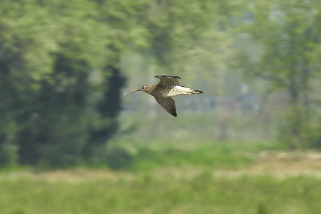Eurasian Whimbrel - ML646402637