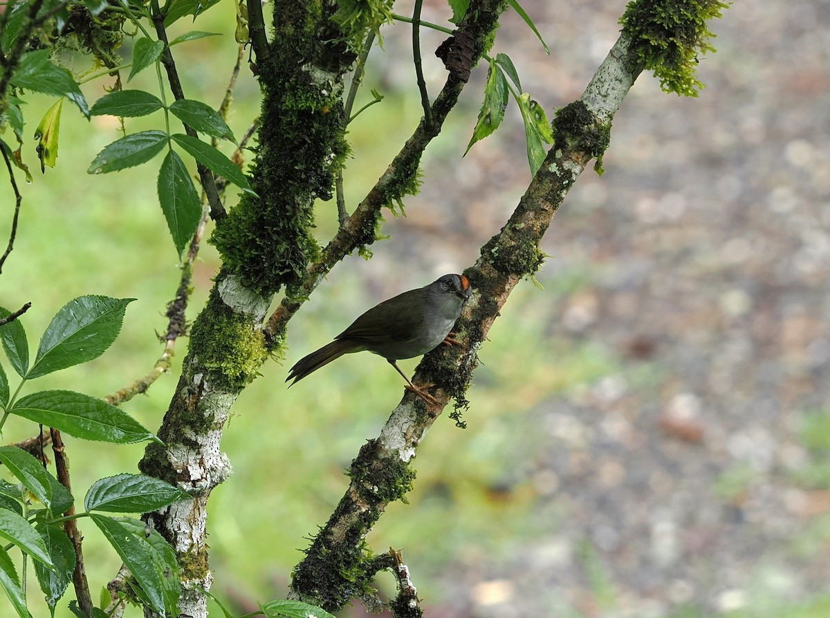 Russet-crowned Warbler - ML646402638