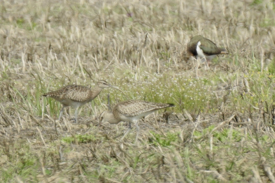 Eurasian Whimbrel - ML646402640