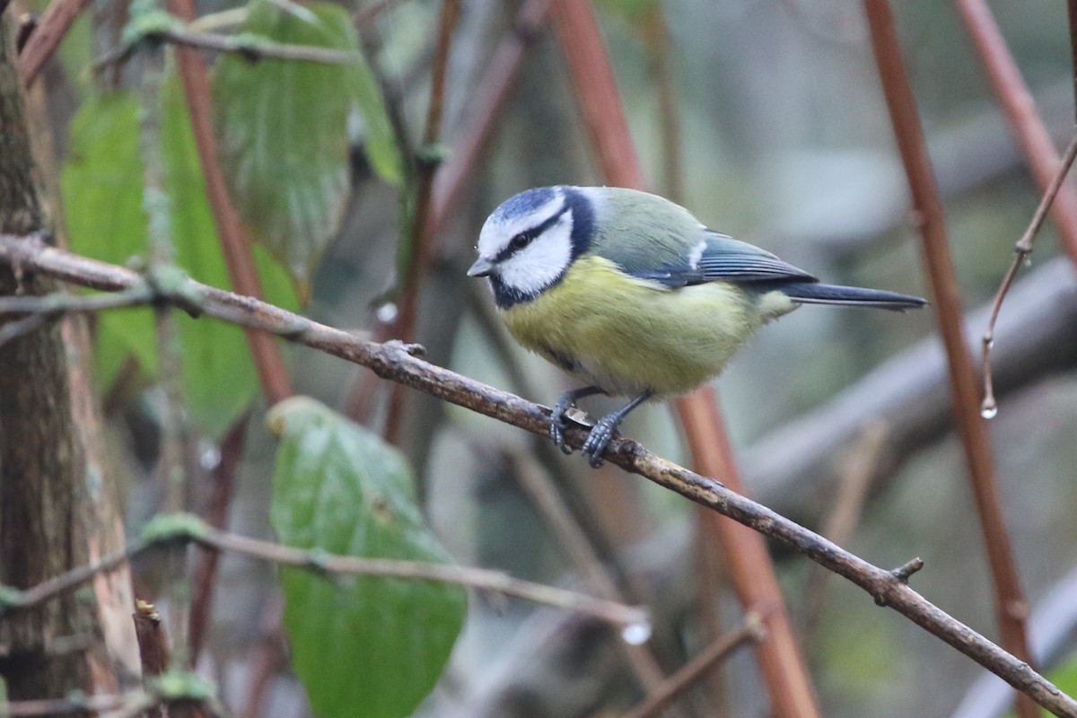 Eurasian Blue Tit - ML646402641