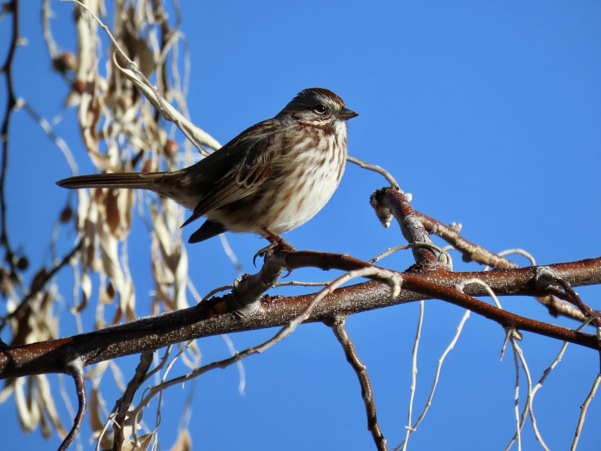 Song Sparrow - ML646402642