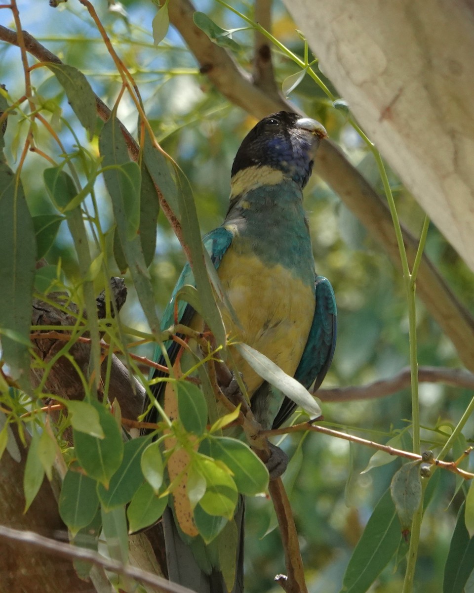 Australian Ringneck - ML646402643
