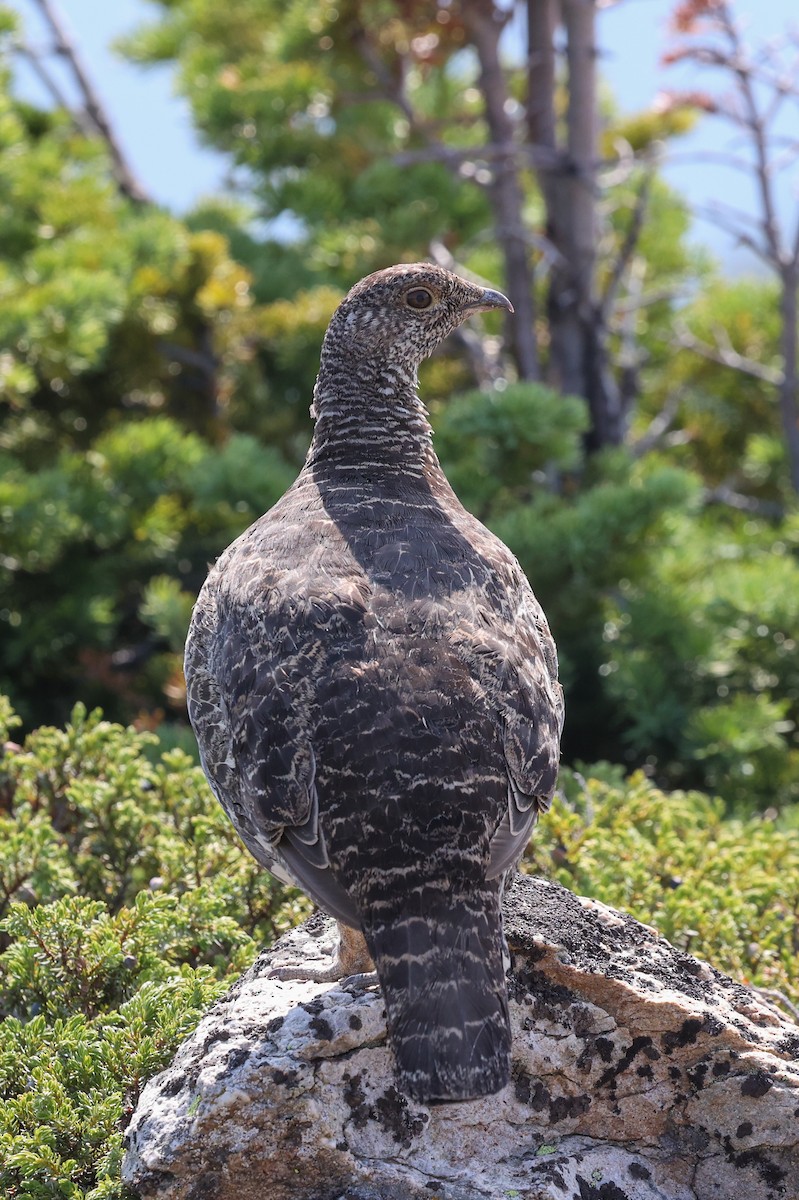 Dusky Grouse - ML646402644