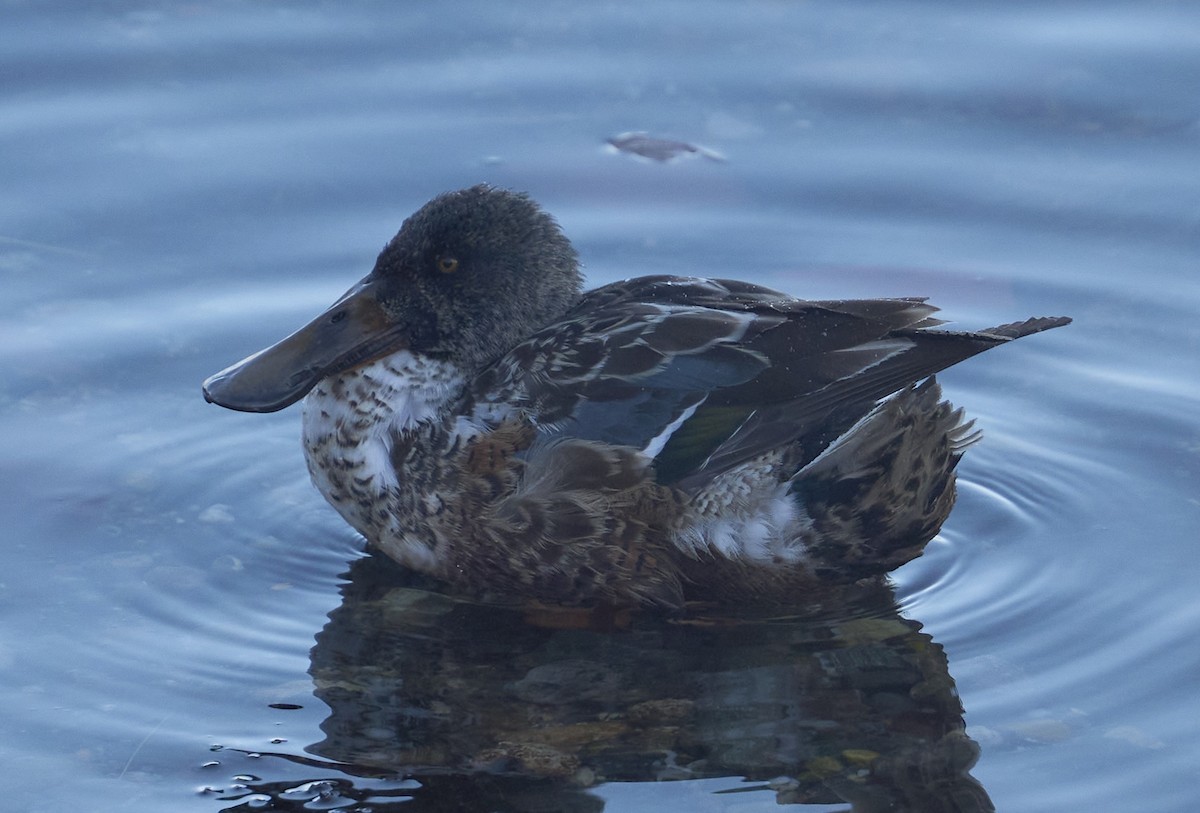 Northern Shoveler - ML646402645