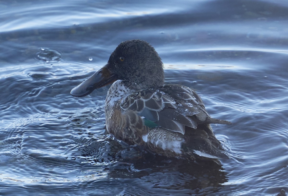 Northern Shoveler - ML646402646