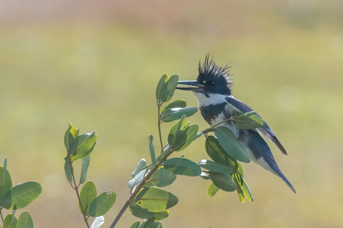 Belted Kingfisher - ML646402649