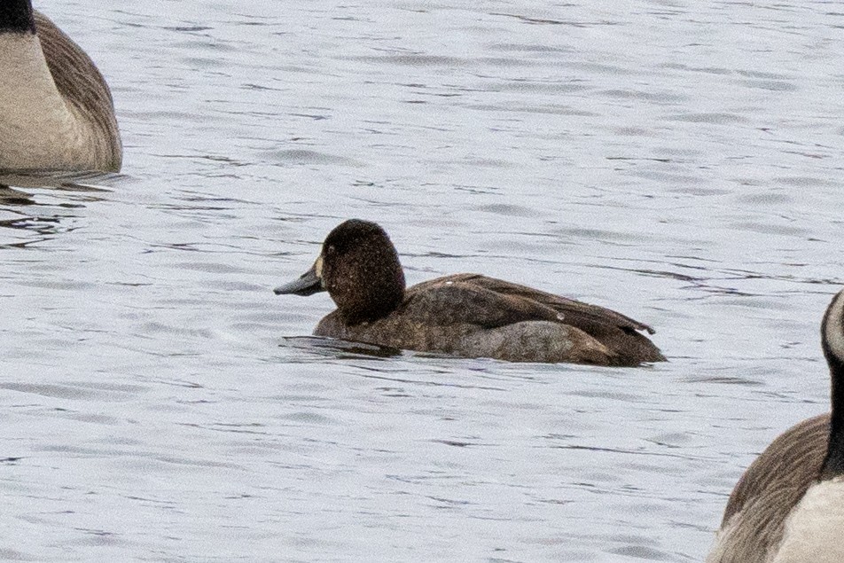 Petit Fuligule - ML646402654