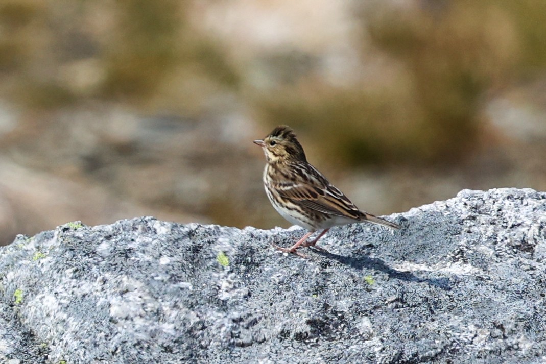 Savannah Sparrow - ML646402655