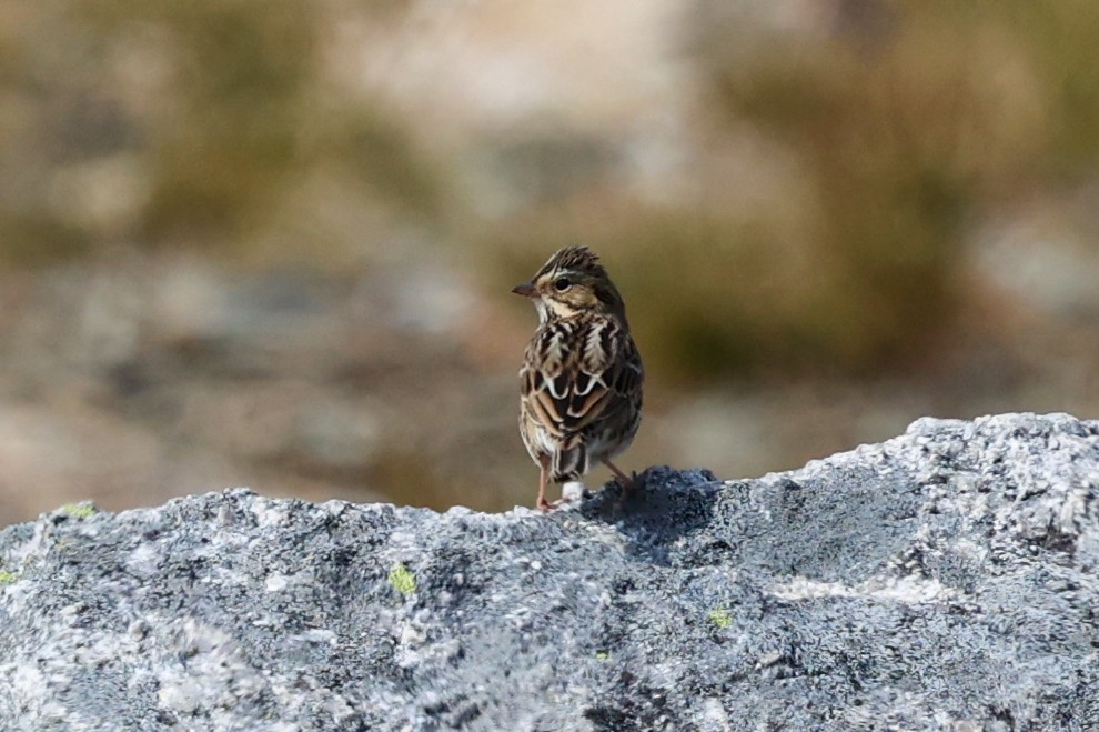 Savannah Sparrow - ML646402656