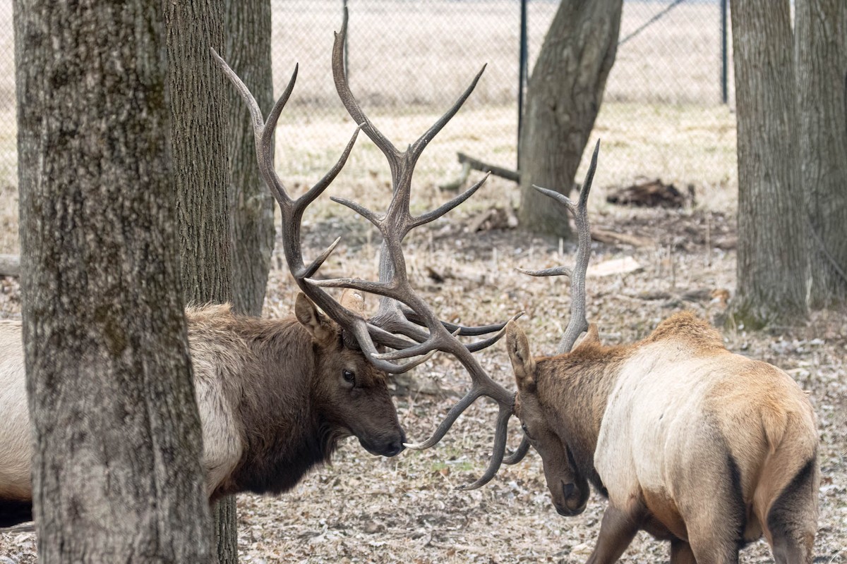 Typical Old World Deer and Elk - ML646402657