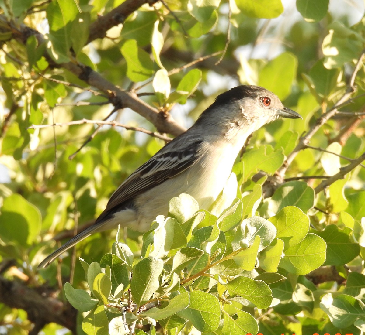 Black-backed Puffback - ML646402658