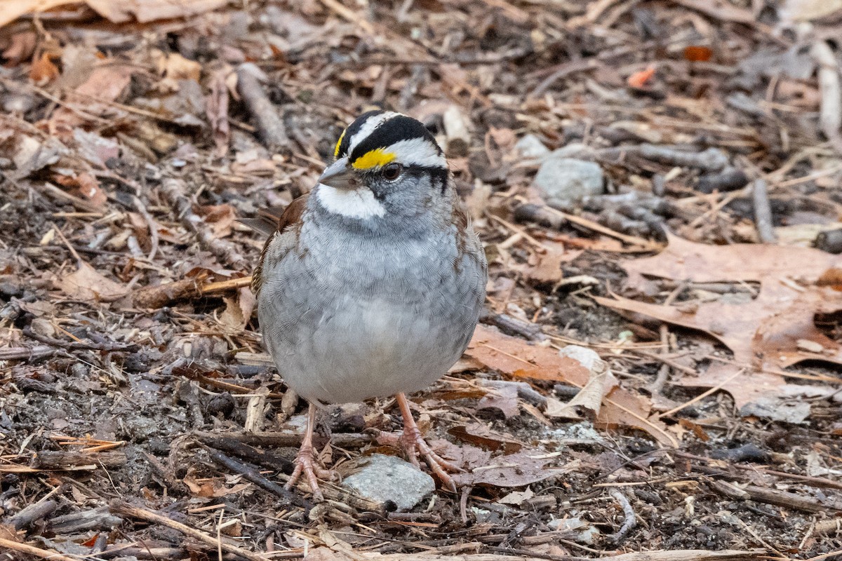 White-throated Sparrow - ML646402659