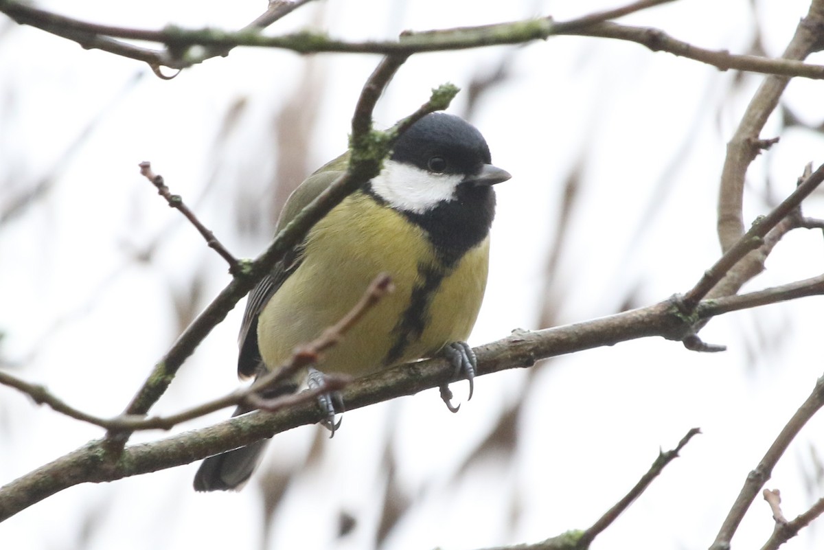 Great Tit - ML646402660