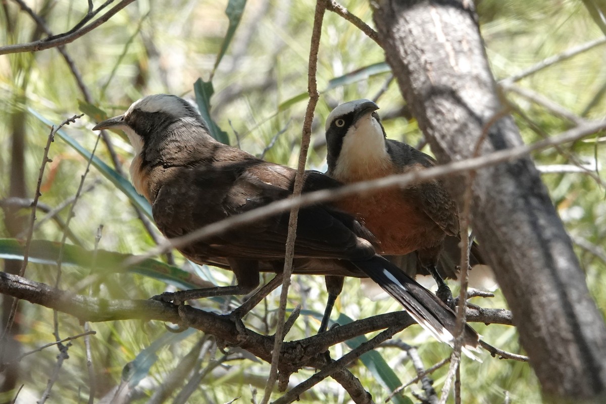 オーストラリアマルハシ - ML646402662