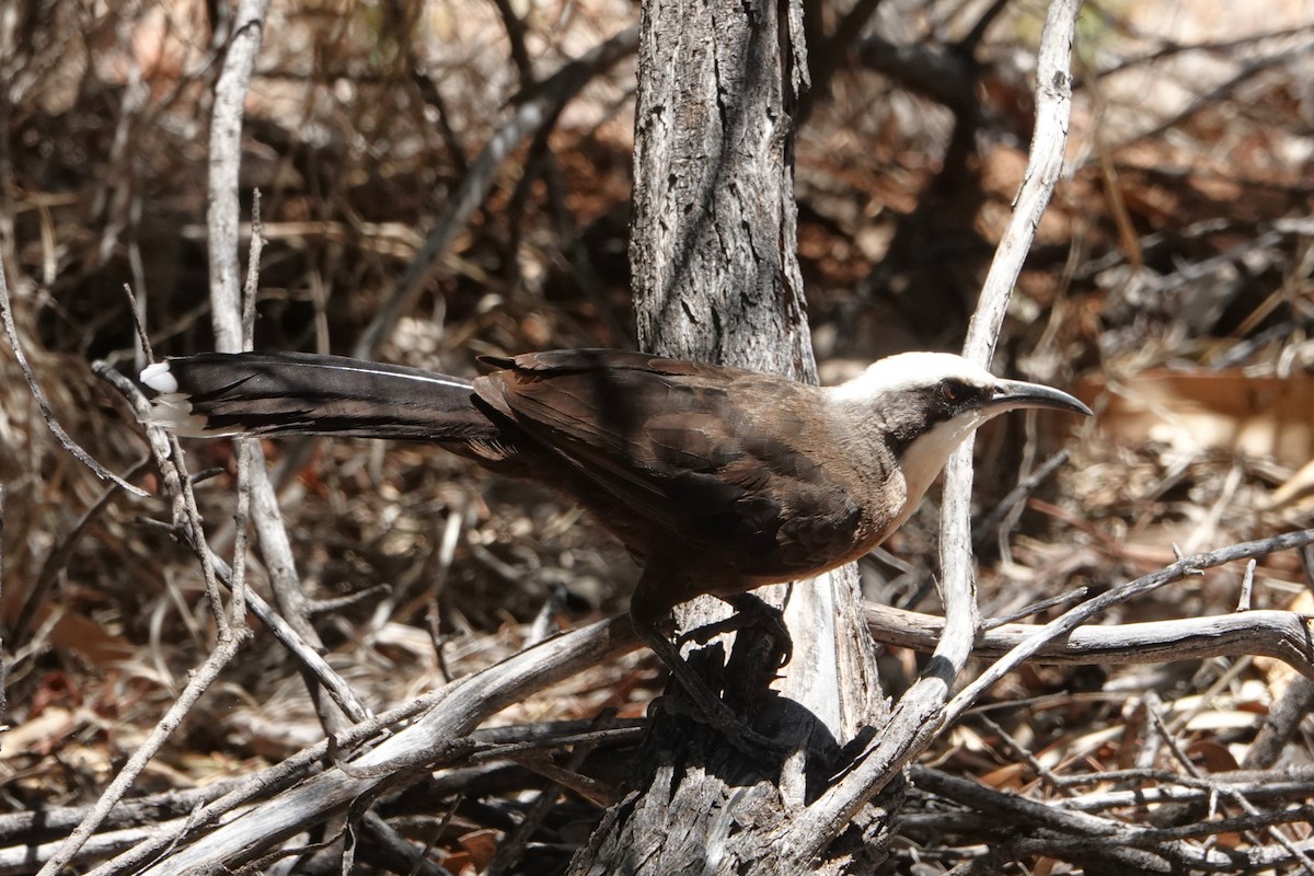 オーストラリアマルハシ - ML646402663