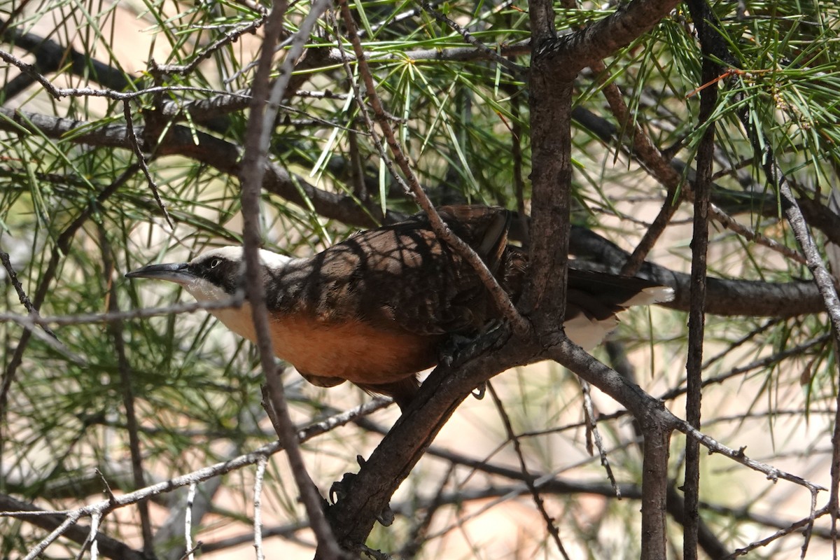 オーストラリアマルハシ - ML646402664