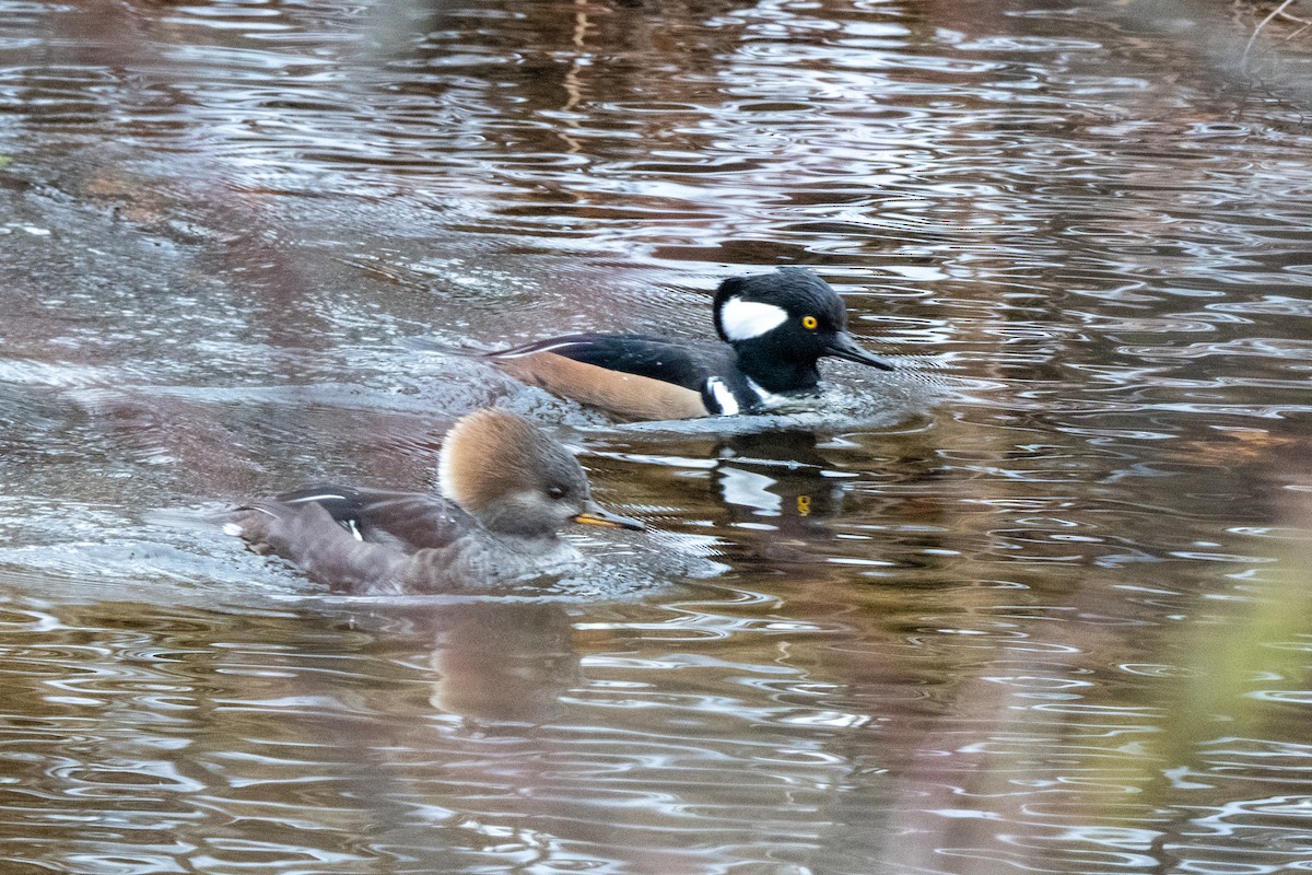 Hooded Merganser - ML646402665