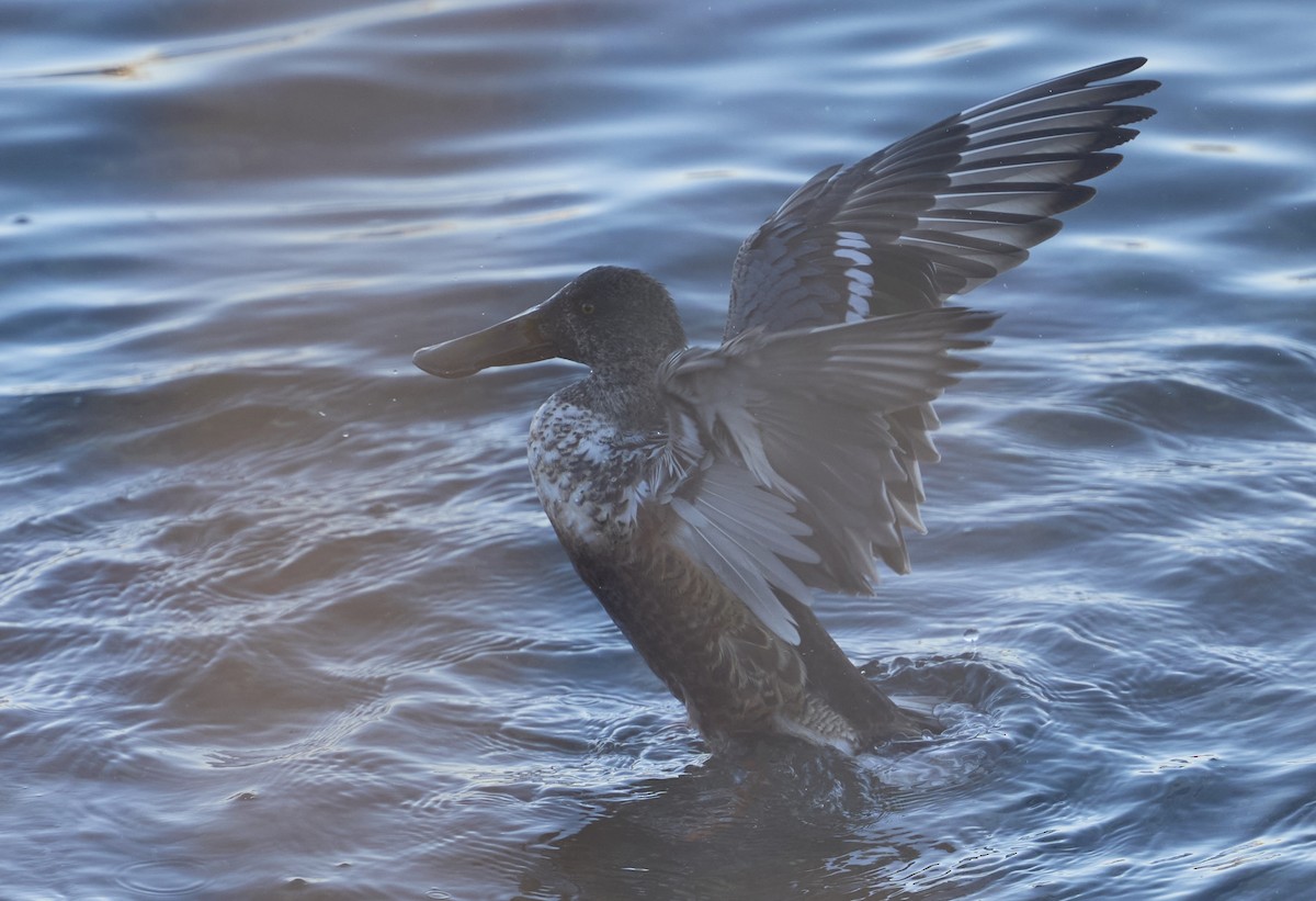 Northern Shoveler - ML646402666