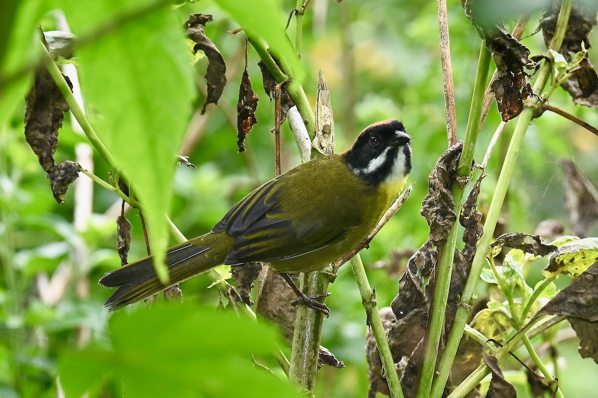 Moustached Brushfinch - ML646402667