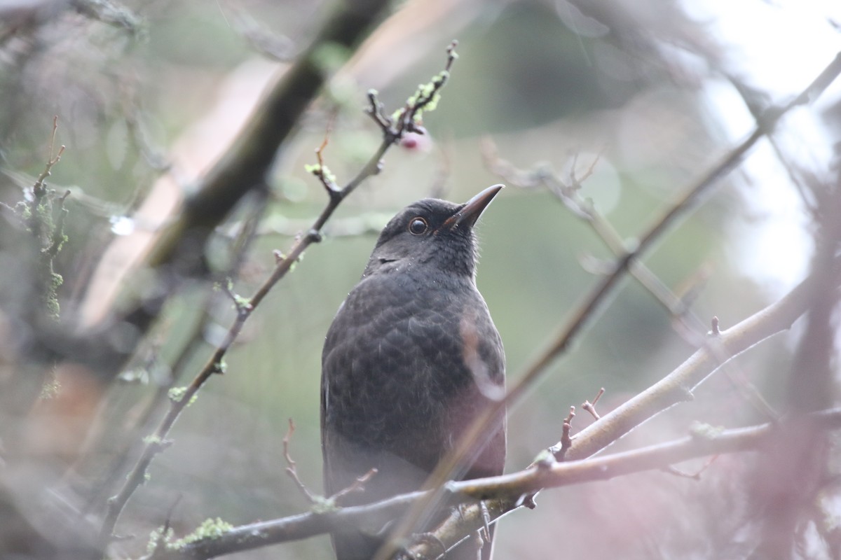Eurasian Blackbird - ML646402668